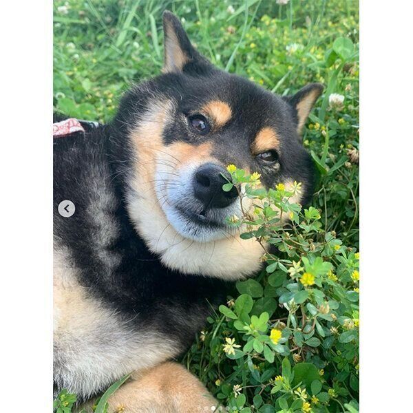 見つめるさくくん