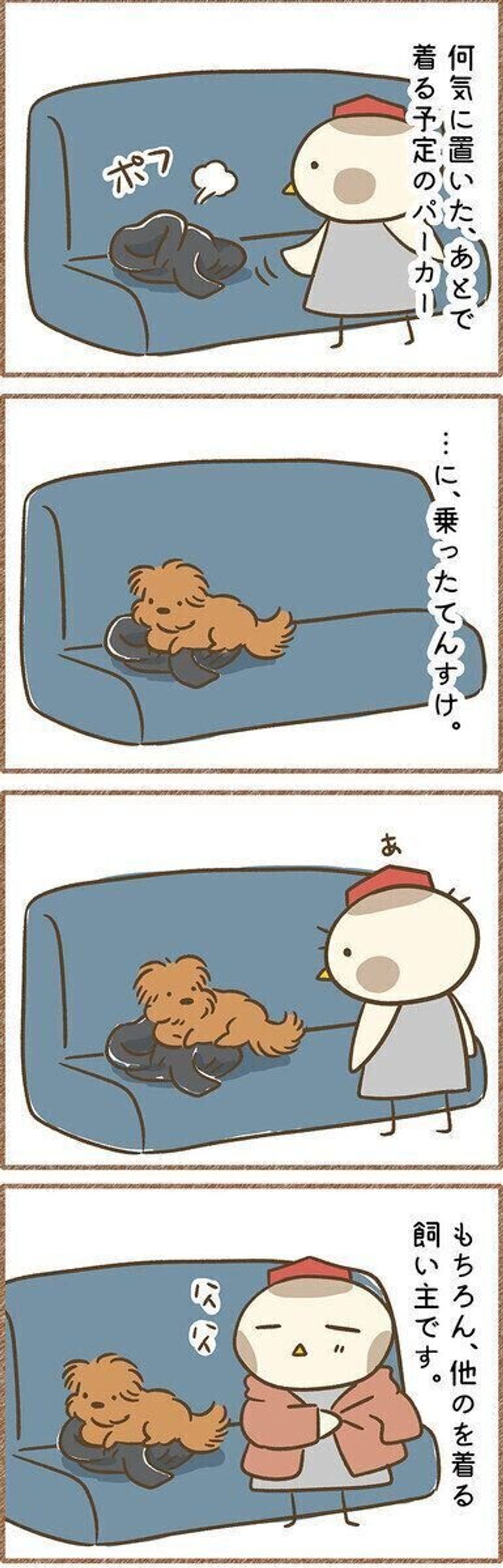 愛犬に譲るのは当たり前 犬にパーカーを取られたら 連載 こぐま犬てんすけ Vol 129 いぬのきもちweb Magazine 愛犬に譲るのは当たり前 犬にパーカーを取られたら 連載 こぐま犬てんすけ Vol 129 いぬのきもちweb Magazine