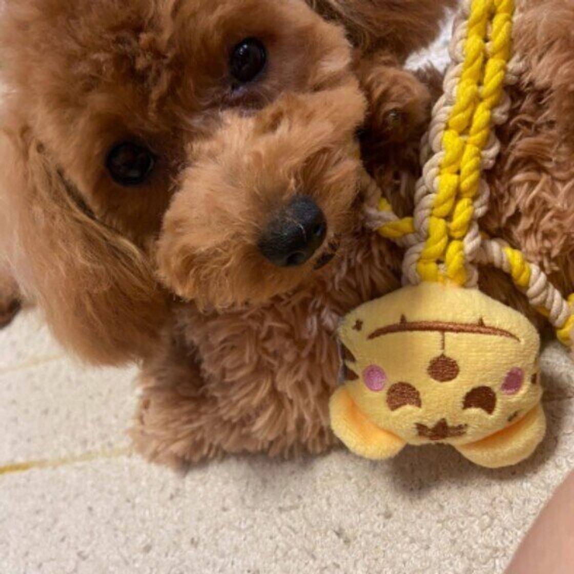 遊びが好きな犬 遊びに興味を示さない犬 に見られる傾向は 獣医師が解説 いぬのきもちweb Magazine 遊びが好きな犬 遊びに興味を示さない犬 に見られる傾向は 獣医師が解説 いぬのきもちweb Magazine