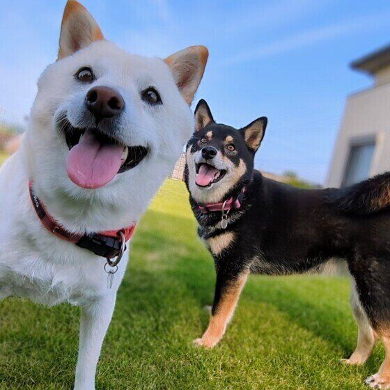 犬がずっと口を「くちゃくちゃ」するのはなぜ？ 犬が口を動かす理由を獣医師に聞いた いぬのきもち