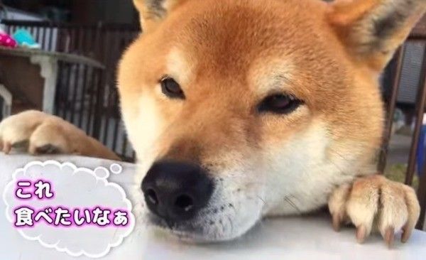 おやつが取れないワンコ