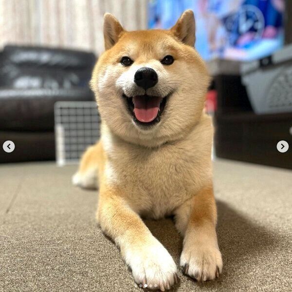 笑顔が可愛い福丸くん