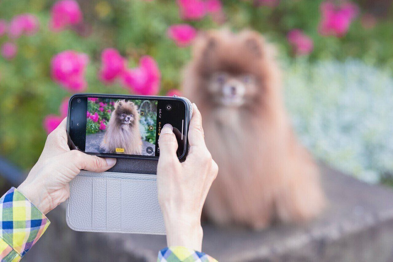 スマホで犬を撮影する