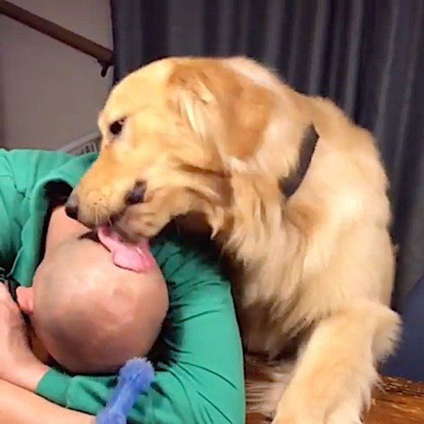 おとーさんを起こしたいゴールデン・レトリーバー