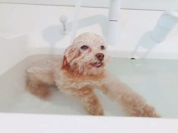 お風呂でまったりするトイ・プードル