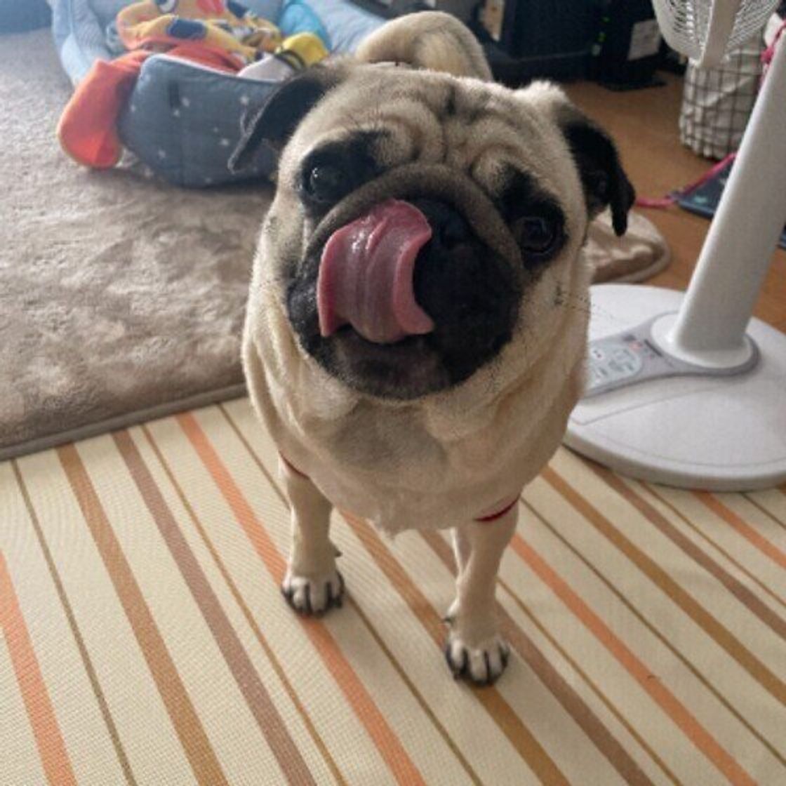 犬が鼻をフンッと鳴らすのはなぜ じつは意外な気持ちが込められている 4つのしぐさ いぬのきもちweb Magazine 犬が鼻をフンッと鳴らすのはなぜ じつは意外な気持ちが込められている 4つのしぐさ いぬのきもちweb Magazine