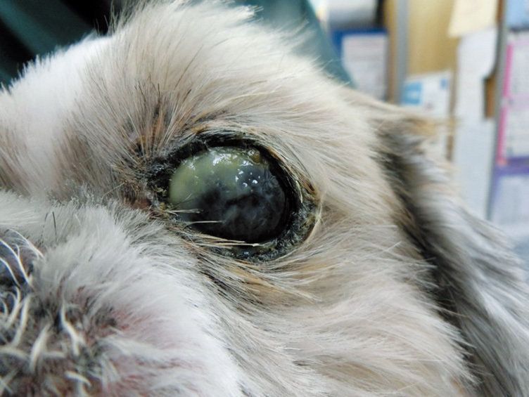 症例写真提供／ノヤ動物病院