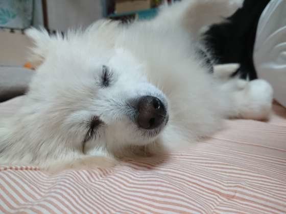 寝ているポメラニアン