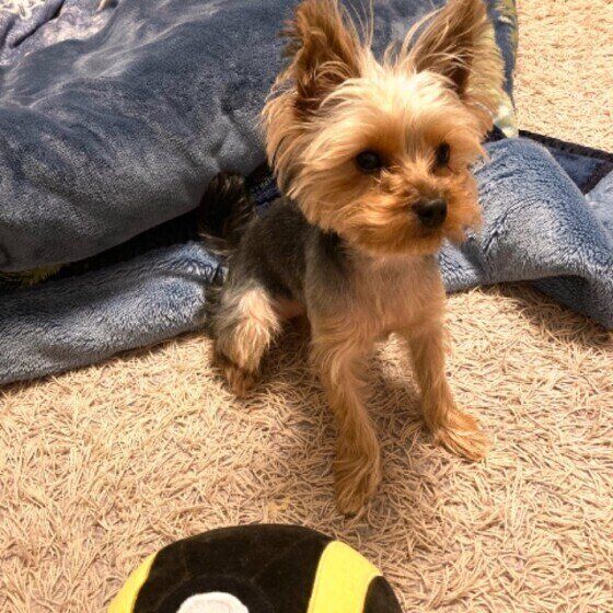 見つめるヨークシャー・テリア