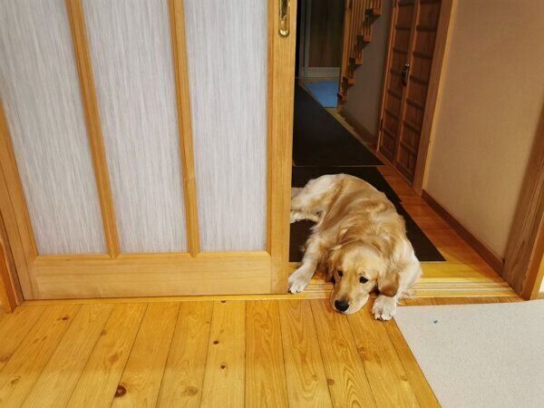 ドアストッパーと化すふぉるてくん