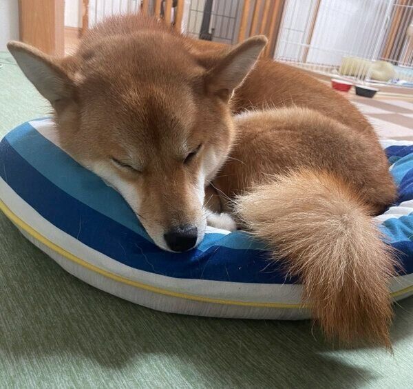 眠るチロちゃん