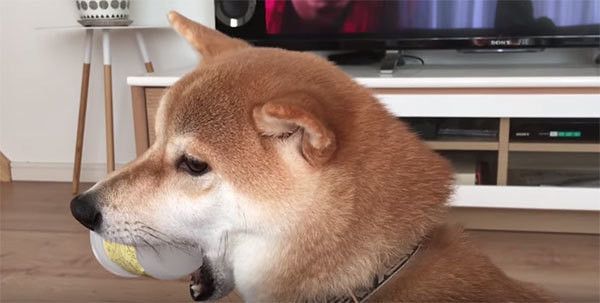 カップをくわえる柴犬