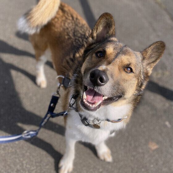 散歩中に嬉しそうな犬の様子