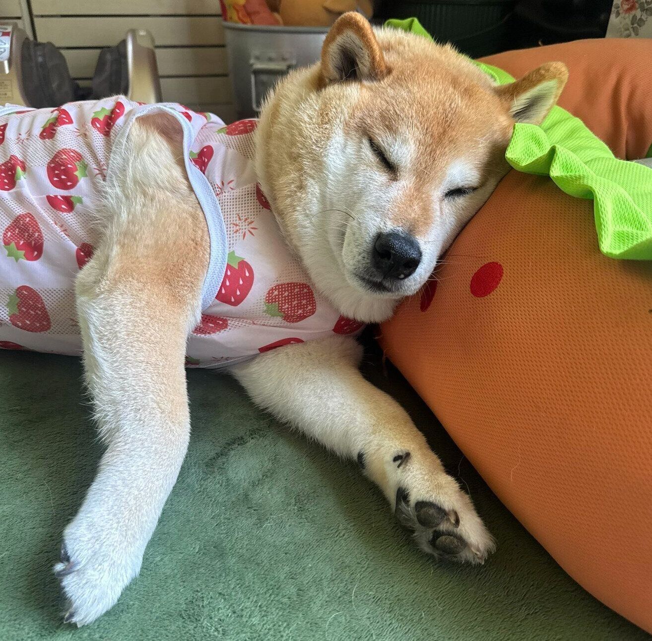 まったりするおもちくん