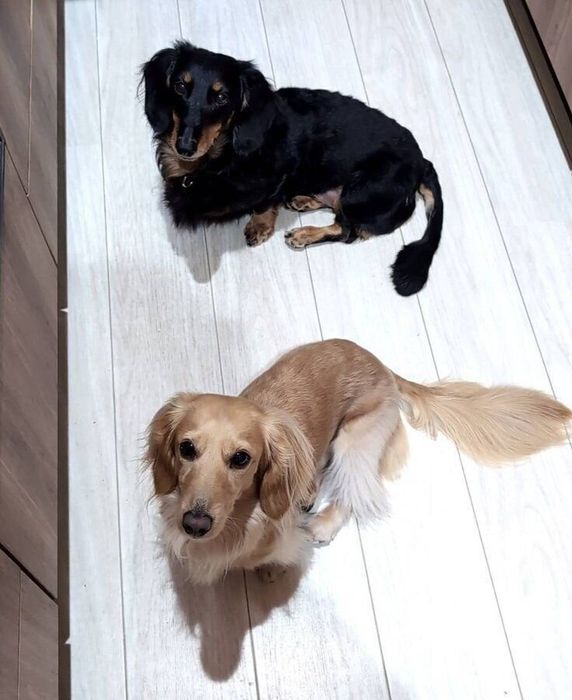 同居犬のはちくんと一緒にカメラ目線