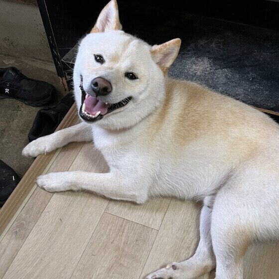 ニコニコの柴犬 いぬのきもち