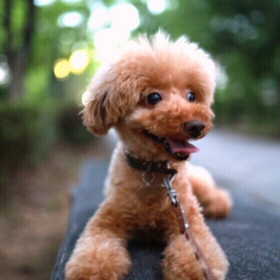 犬も骨が弱くなる？「骨粗しょう症」の原因と予防方法は？ いぬのきもち