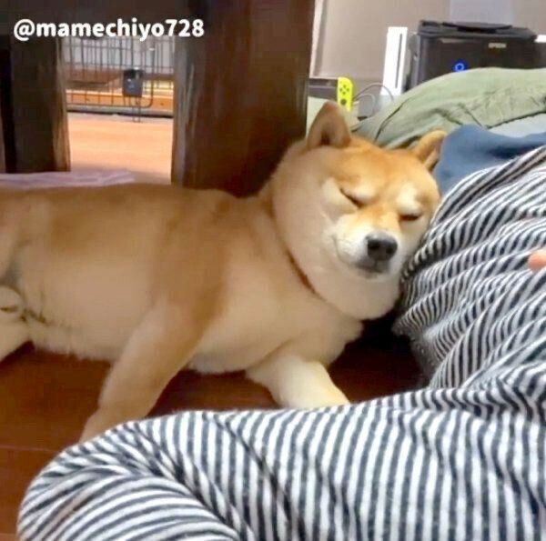 パパさんのことを癒す豆千代くん