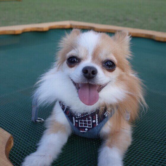 いぬのきもち オス犬に多い生殖器の病気を早く見つけるポイント