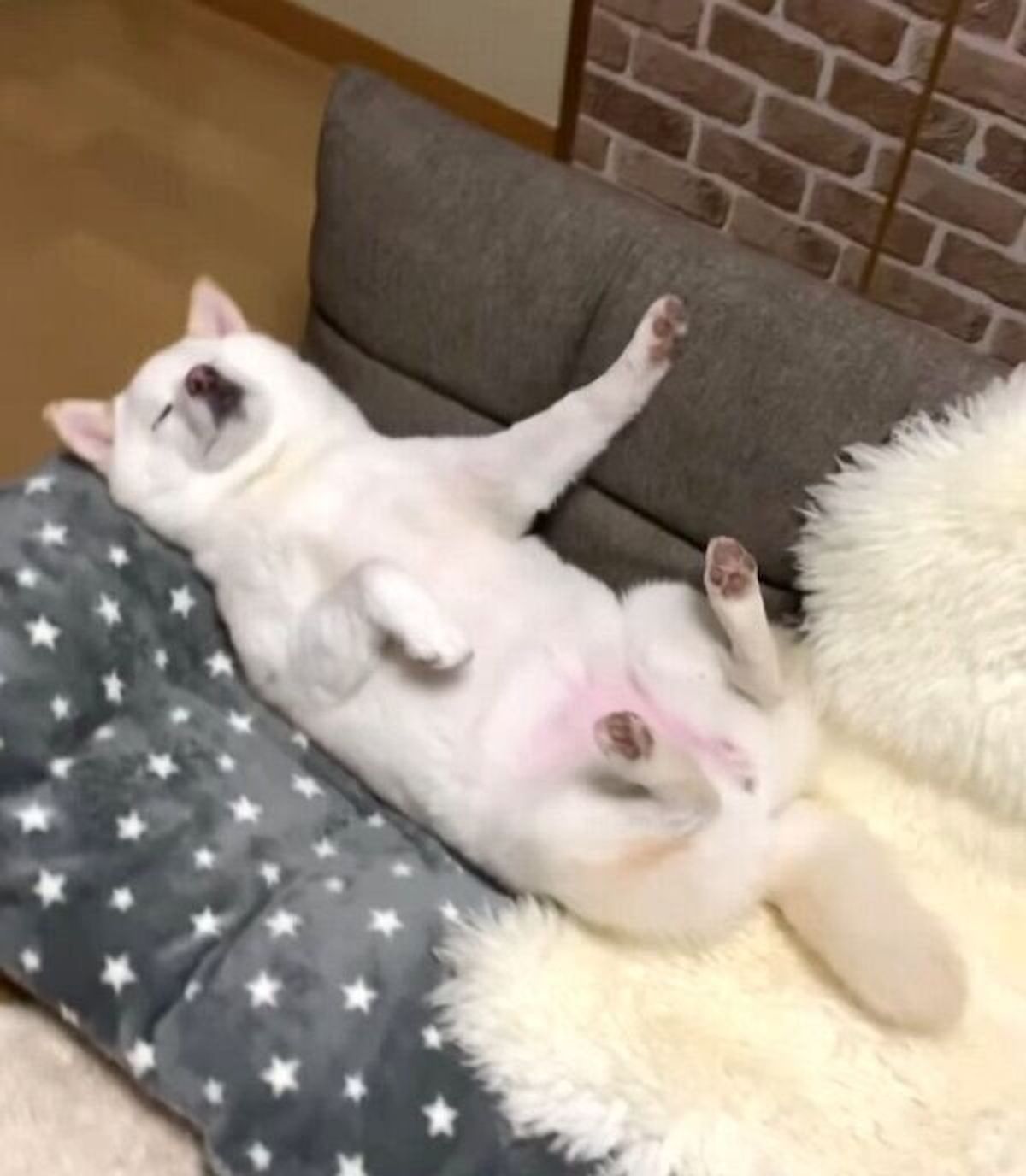 溢れ出るぬいぐるみ感 人間みたい すごい寝相を見せる柴犬の爆睡っぷりに癒される いぬのきもちweb Magazine 溢れ出るぬいぐるみ感 人間みたい すごい寝相を見せる柴犬の爆睡っぷりに癒される いぬのきもちweb Magazine