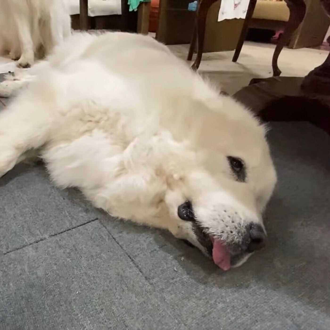 ブラッシングが面倒な大型犬 知らんぷりする姿がかわいい いぬのきもちweb Magazine ブラッシングが面倒な大型犬 知らんぷりする姿がかわいい いぬのきもちweb Magazine