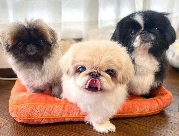 お腹が減ったニコちゃん、ペコちゃん、フロルちゃん
