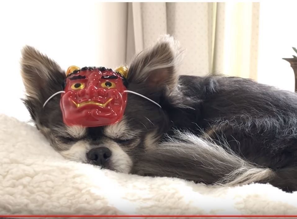 実は気に入ってる お面をつけたままくつろぎ始めるチワワのラズくん いぬのきもちweb Magazine