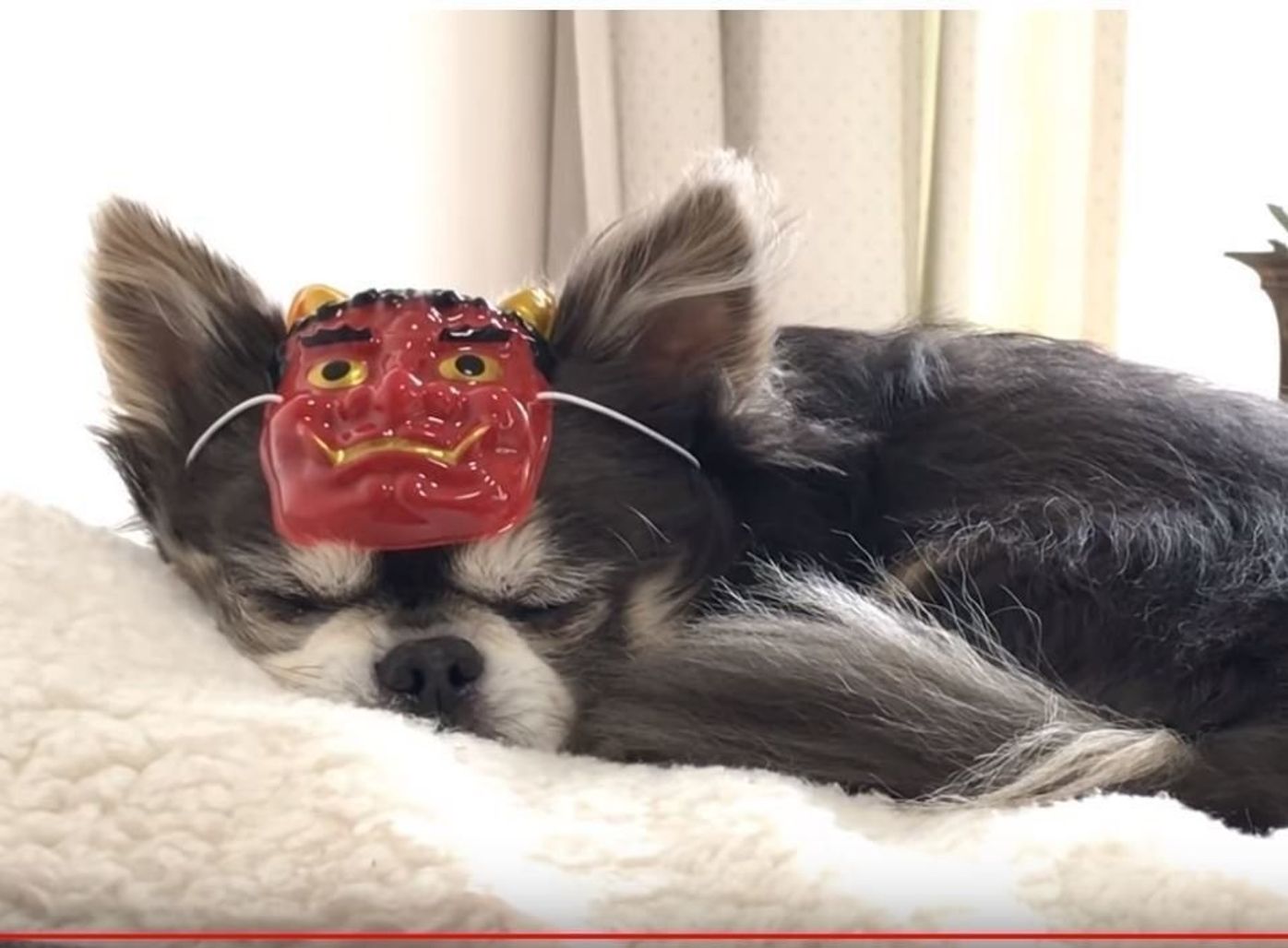 実は気に入ってる お面をつけたままくつろぎ始めるチワワのラズくん いぬのきもちweb Magazine 実は気に入ってる お面をつけたままくつろぎ始めるチワワのラズくん いぬのきもちweb Magazine