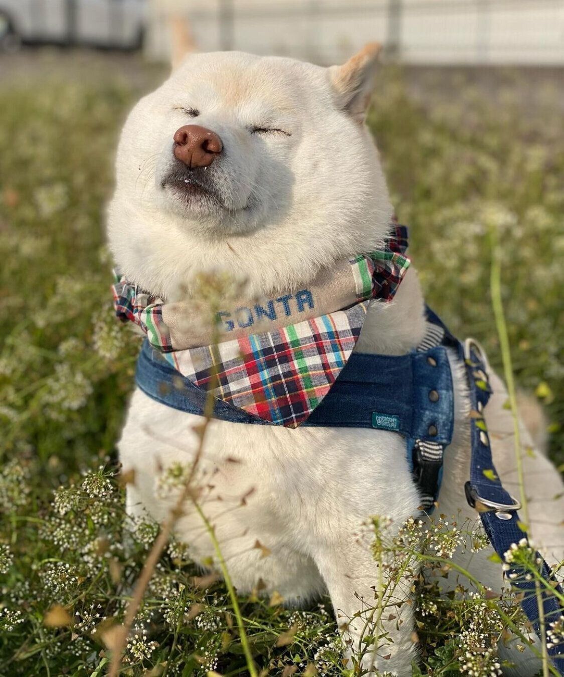 草むらの中で気持ち良さそうな表情のごん太くん