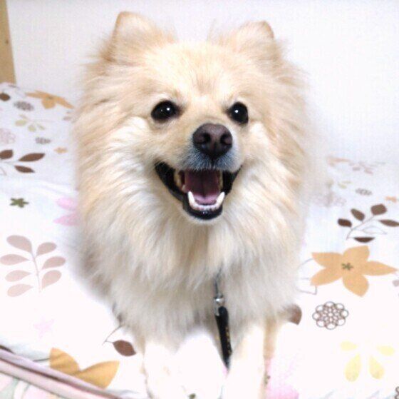 ポメラニアンのアルバくん