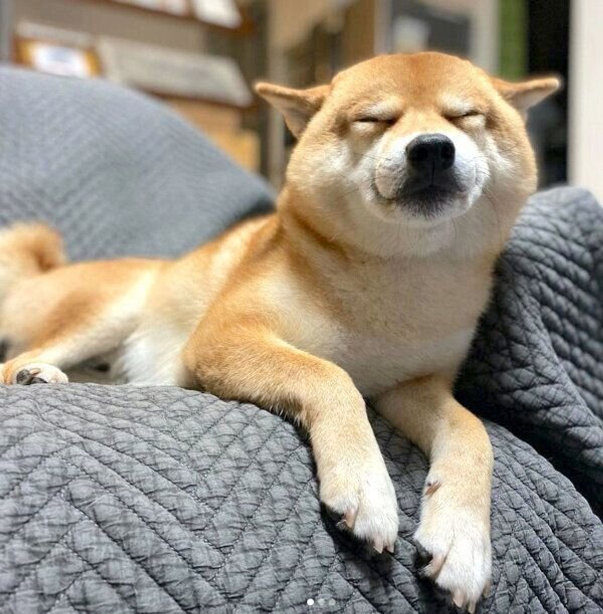 うちにも来てほしい ヒコーキ耳 笑顔 で飼い主を大歓迎する柴犬に癒される いぬのきもちweb Magazine うちにも来てほしい ヒコーキ耳 笑顔 で飼い主を大歓迎する柴犬に癒される いぬのきもちweb Magazine