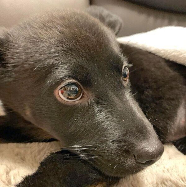 家に来た頃のはなちゃん