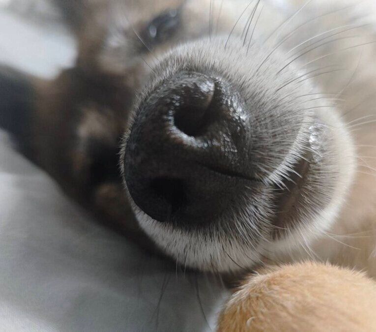 昼寝をするカイちゃん