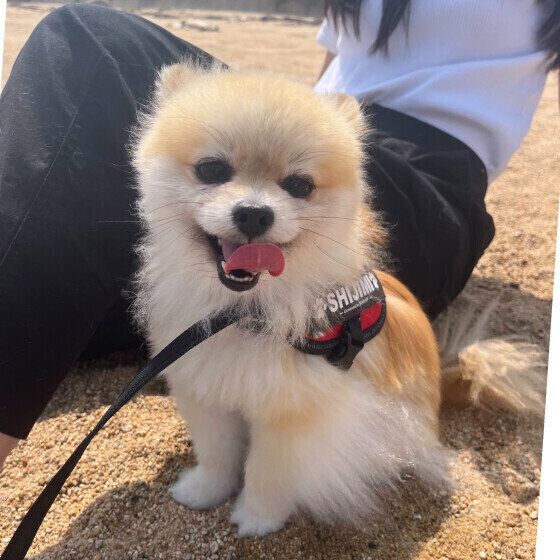 人懐っこい犬ってどんなコ？ 人に懐きやすい犬に育てる方法とは いぬのきもち