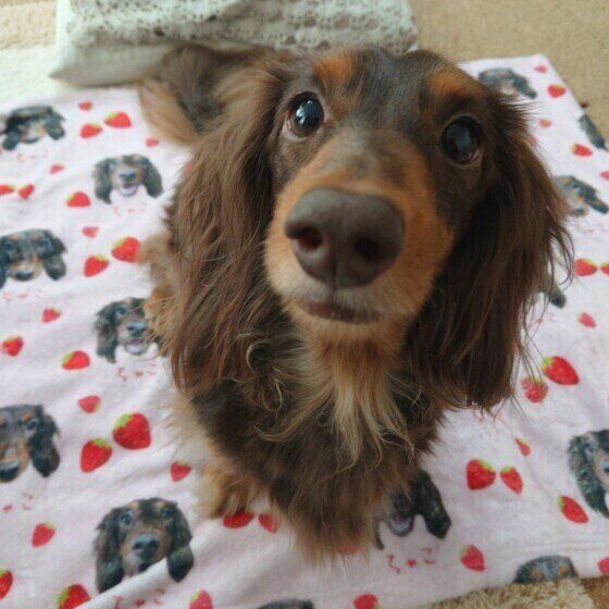 ブランケットに乗るミニチュア・ダックスフンド