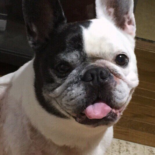 笑顔のフレンチ・ブルドッグ