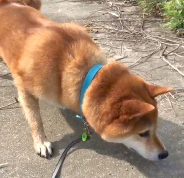 大きいカメに遭遇した柴犬