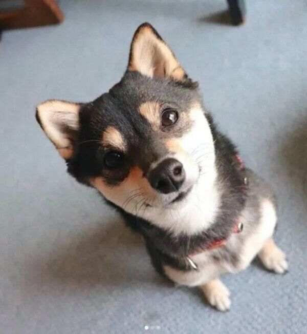 見つめるあずきちゃん