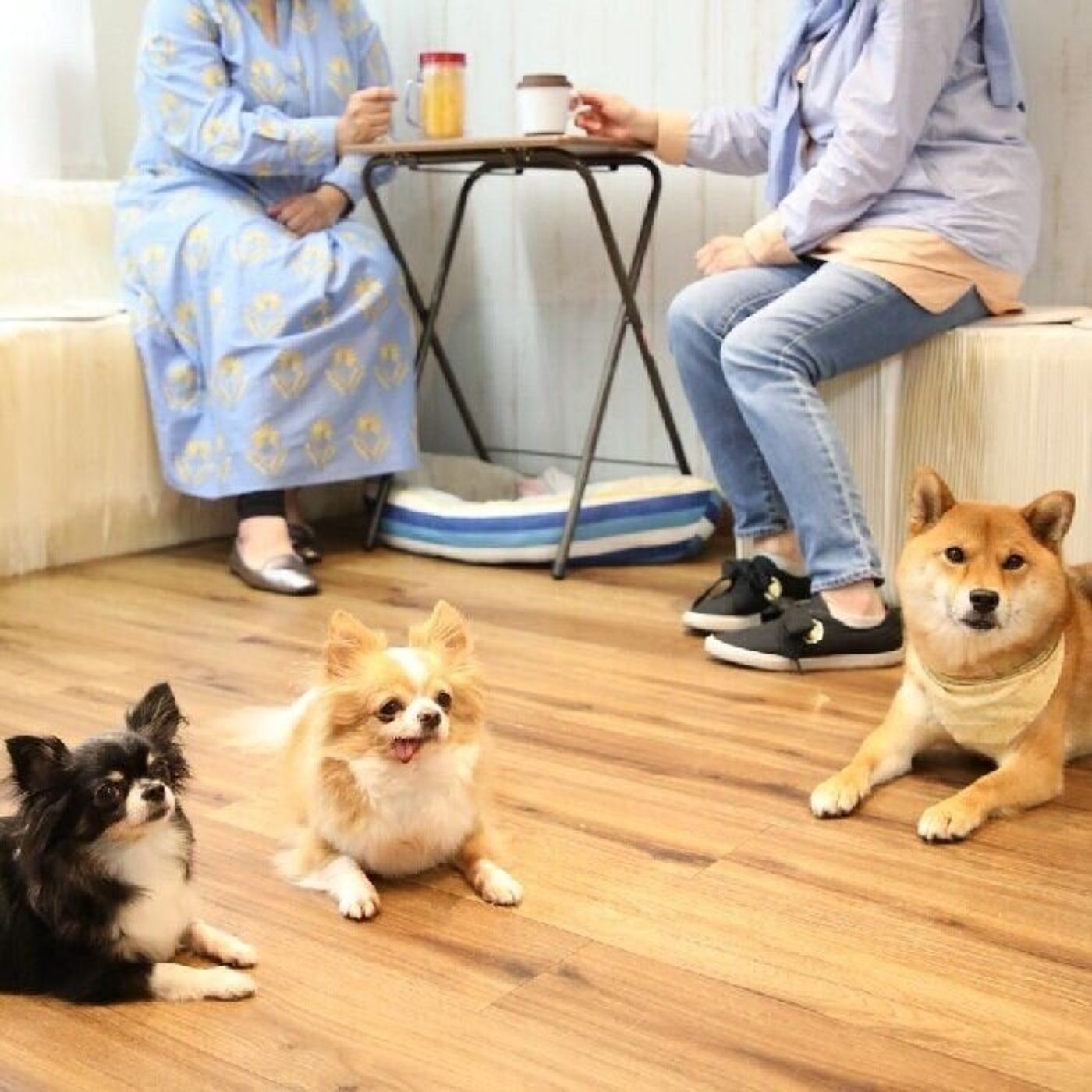 少しでも犬を助けることにつなげたい 保護犬のためのカフェを開業した女性 その想いを聞いた いぬのきもちweb Magazine 少しでも犬を助けることにつなげたい 保護犬のためのカフェを開業した女性 その想いを聞いた いぬのきもちweb Magazine