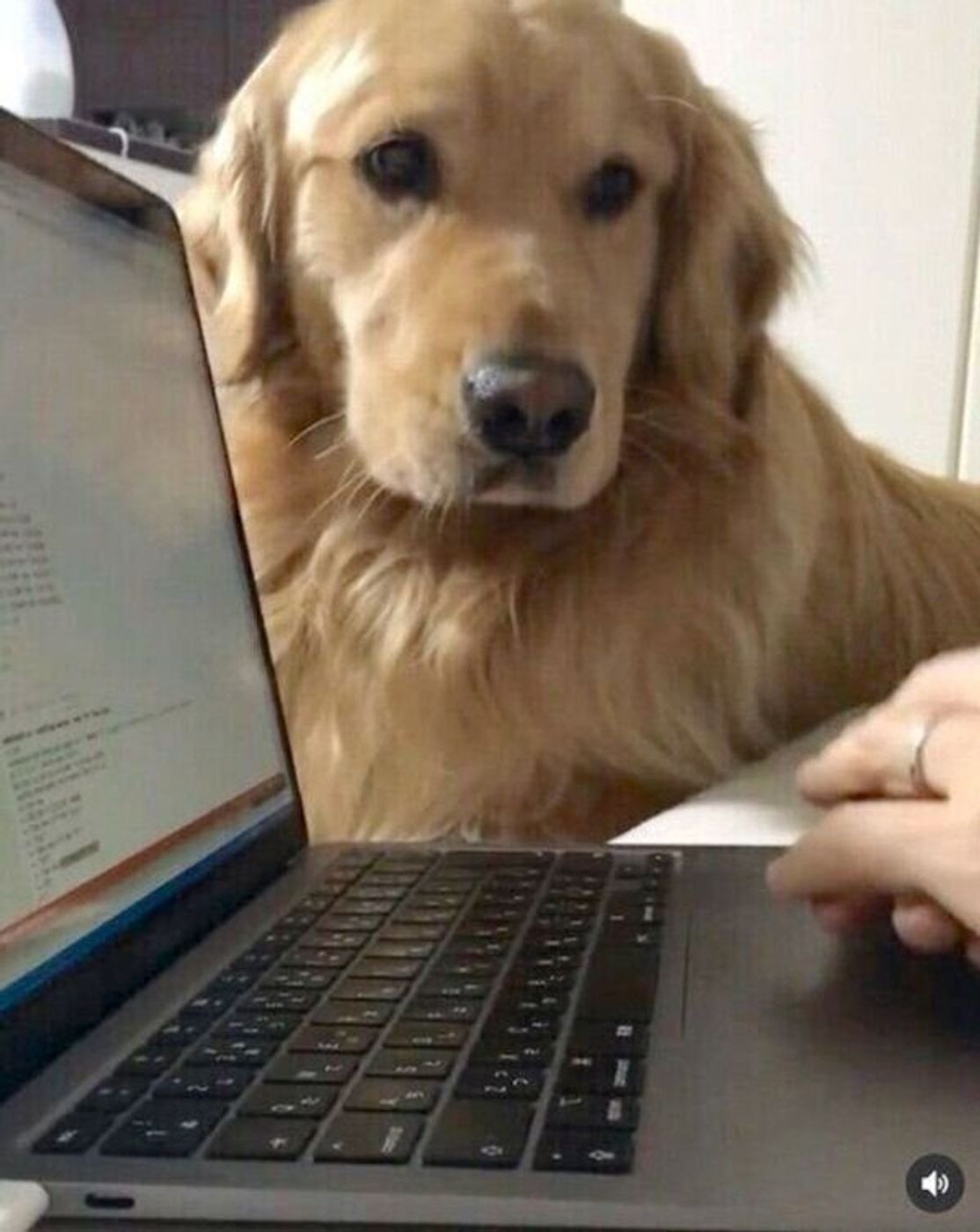 一生仕事がはかどらない やつだ パソコン作業を妨害する犬の素顔が可愛すぎた いぬのきもちweb Magazine 一生仕事がはかどらない やつだ パソコン作業を妨害する犬の素顔が可愛すぎた いぬのきもちweb Magazine