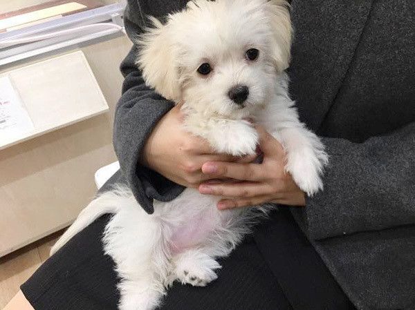 抱っこされるマルチーズ