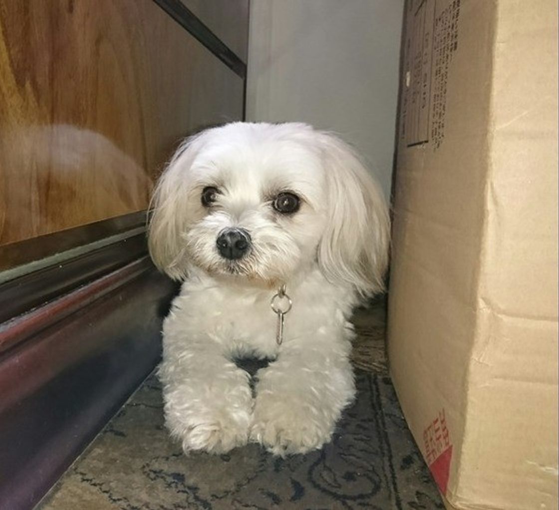 専門家が解説 共働きの飼い主さん必読 お留守番している犬のホンネとは いぬのきもちweb Magazine 専門家が解説 共働きの飼い主さん必読 お留守番している犬のホンネとは いぬのきもちweb Magazine