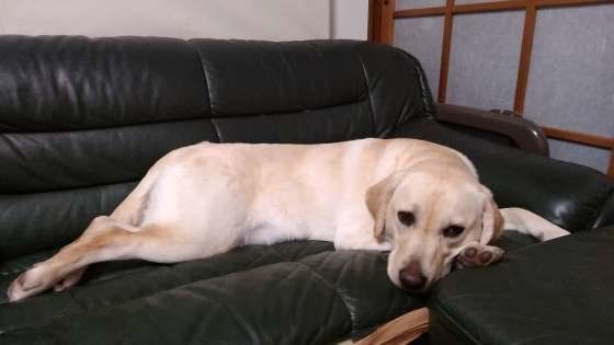 お疲れモードのそらくん　ラブラドール・レトリーバー