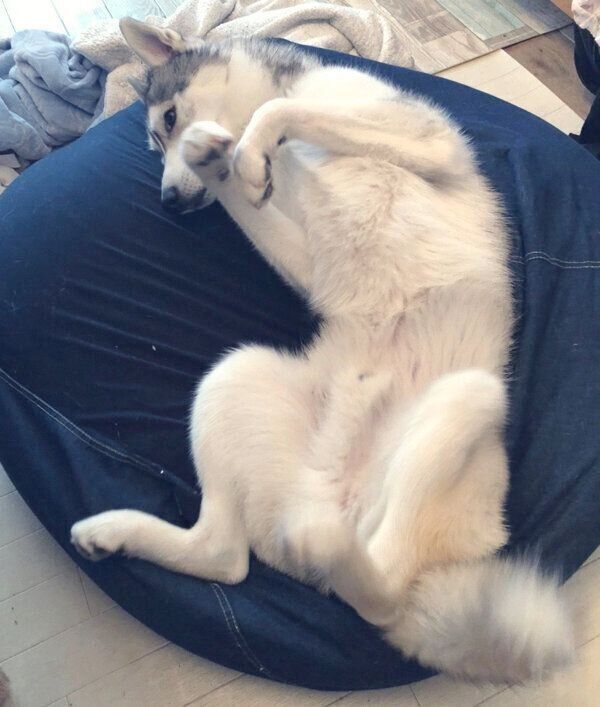 寝転がるサファイアくん