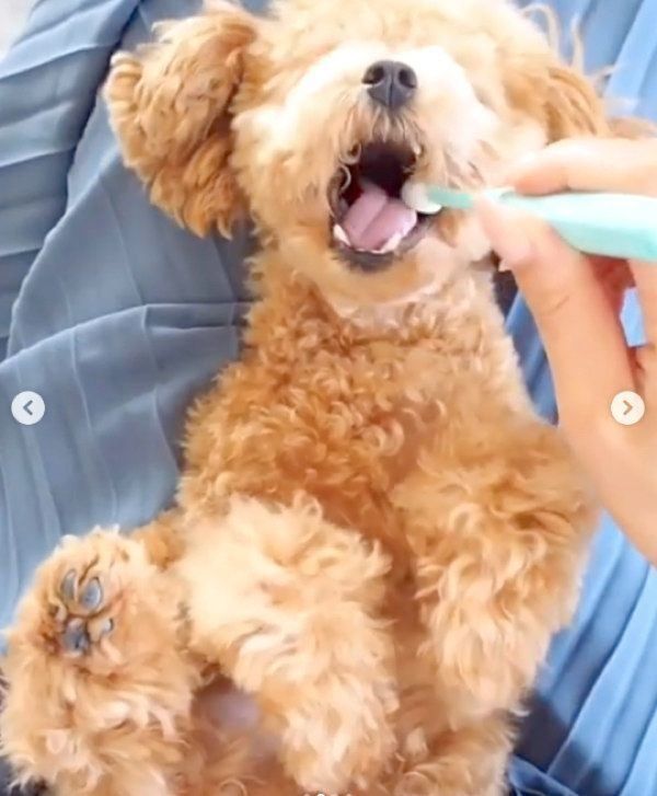 歯磨きするティーカップ・プードル 