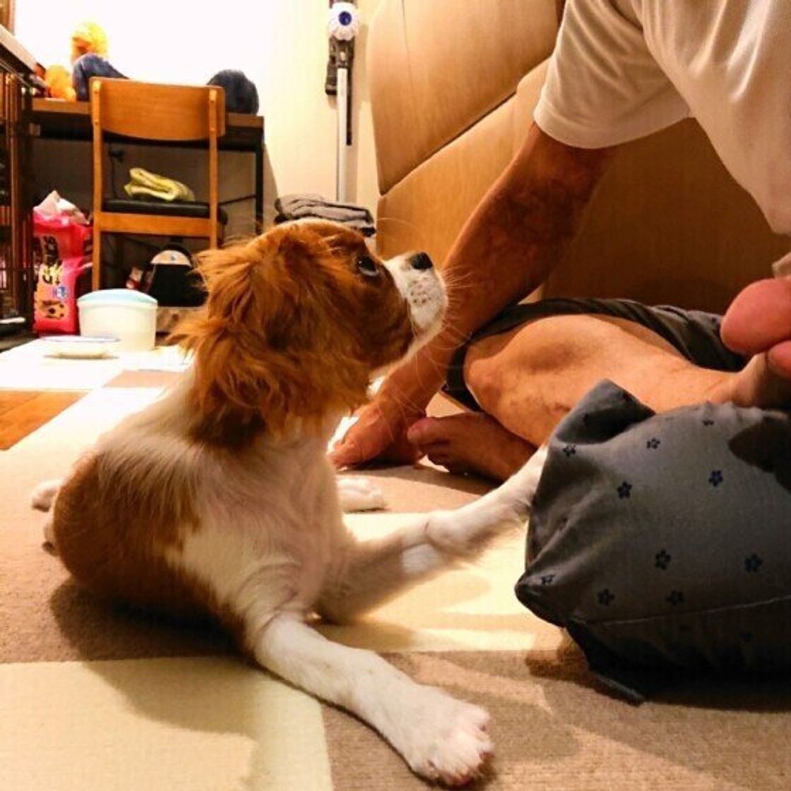 おひざにタッチ 愛犬がひざに足を乗せる理由とは いぬのきもちweb Magazine おひざにタッチ 愛犬がひざに足を乗せる理由とは いぬのきもちweb Magazine