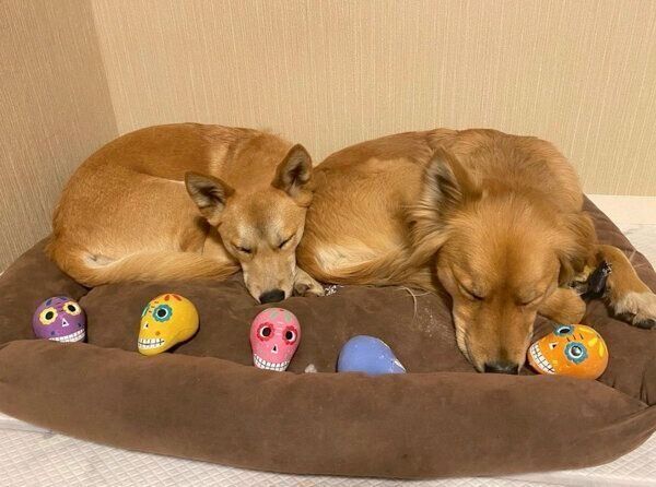 仲良く眠る嵐丸くんと鈴蘭ちゃん