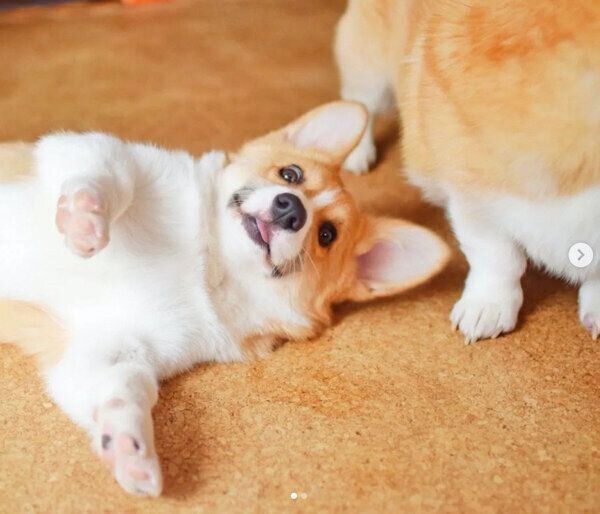 寝転がるカイくん