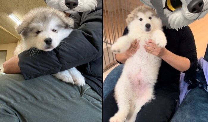 フブキくんの成長ビフォーアフター