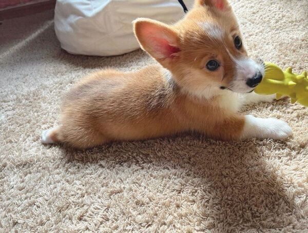 おもちゃで遊ぶモカちゃん